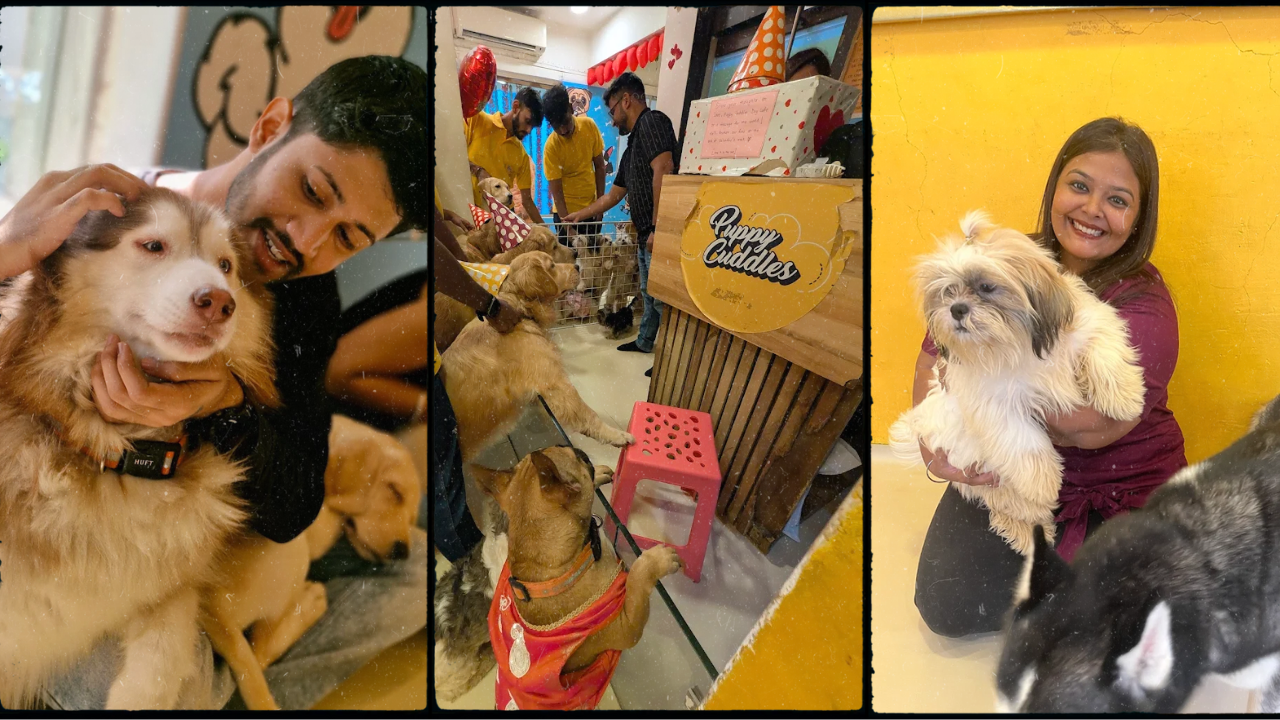 Featured image Puppy Cuddles Dog Café pictures