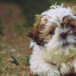 First Time Dog Owner GuideMy Personal Experience and Complete Tips