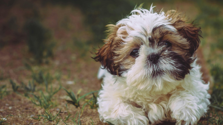First Time Dog Owner GuideMy Personal Experience and Complete Tips