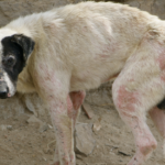 How a Dog Get Rabies Complete Guide for Indians