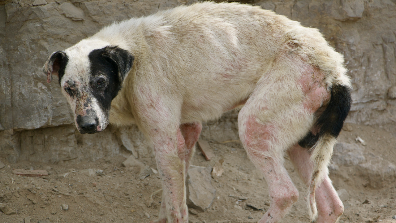 How a Dog Get Rabies Complete Guide for Indians
