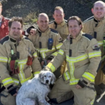 Powys Firefighters Rescue Dog Stuck in Crychan Forest