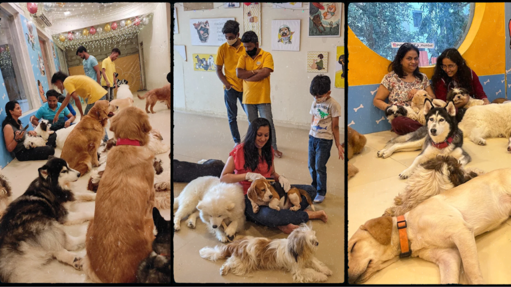 Puppy Cuddles Dog Café pictures