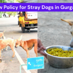 Gurgaon’s New Stray Dog Policy Explains Everything