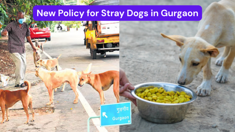 Gurgaon’s New Stray Dog Policy Explains Everything