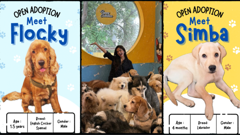 Puppy Cuddles Dog Café Adoption Where Love Finds a Home