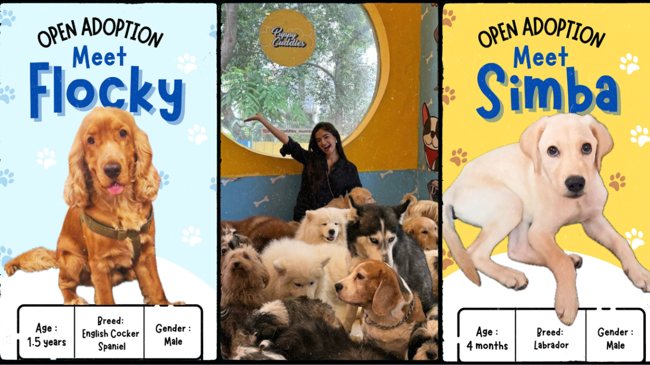 Puppy Cuddles Dog Café Adoption Where Love Finds a Home