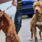 Scariest facts about Pitbull Dog