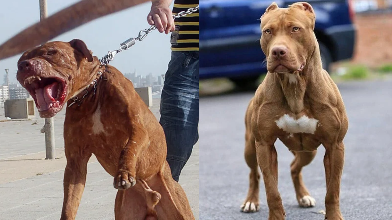 Scariest facts about Pitbull Dog