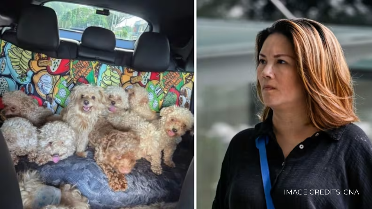 Woman Fined $21500 After Keeping 79 Dogs In Her Home In A Landmark Animal Welfare Case in Singapore